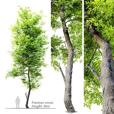 Flowering Ash Tree - Fraxinus Ornus 3D model image 1 