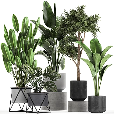 Exotic Plant Collection: Strelitzia, Banana Palm, Monstera 3D model image 1 