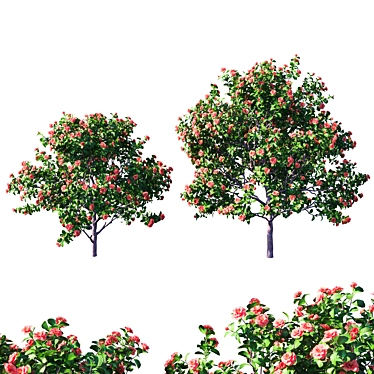 Camellia japonica #4: Stunning Floral 3D Model 3D model image 1 