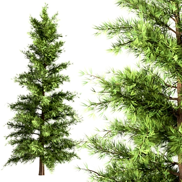 Lifelike Eastern Pine Tree Set 3D model image 1 