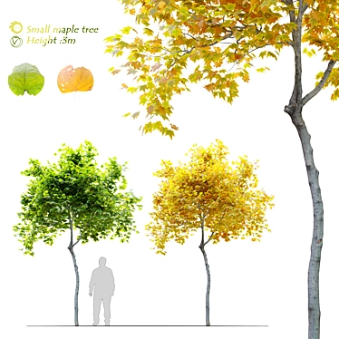 Mini Maple Tree: 3m Height, Two Material Options 3D model image 1 