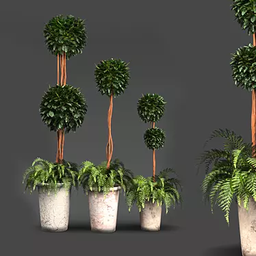 French Plant Collection: Tallest 250cm 3D model image 1 