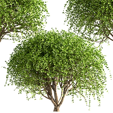 Weeping White Mulberry Trees: Ornamental & Fruitful 3D model image 1 