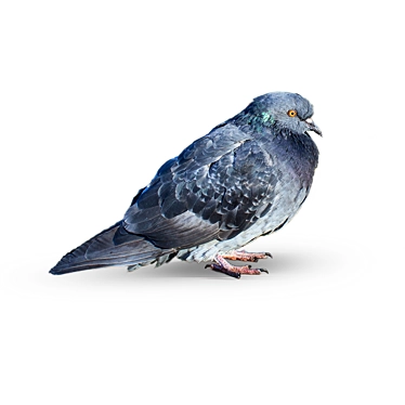 Lovely Pigeon Exterior Ornament 3D model image 1 