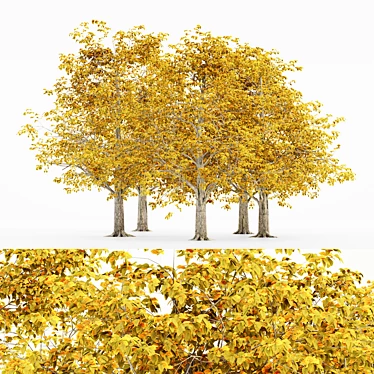 European Beech Fall - 5 Trees 3D model image 1 