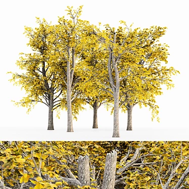 European Linden Autumn Tree Set 3D model image 1 