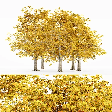 European Beech Fall Tree Set 3D model image 1 