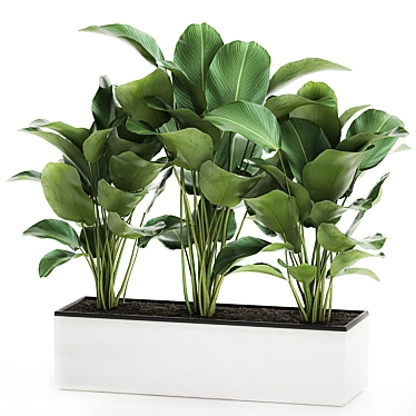 Exotic Plant Collection: Calathea, Ravenala, Strelitzia 3D model image 1 