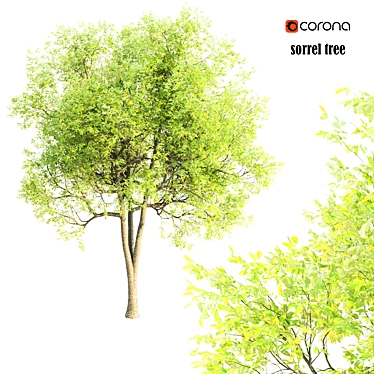 Tall Sorrel Tree V-2: 12m Height 3D model image 1 