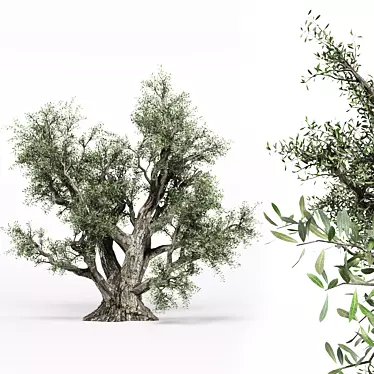 Beautiful Old Olive Tree 3D model image 1 