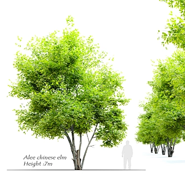 Exquisite Alee Chinese Elm Tree 3D model image 1 