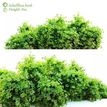 Lush Schefflera Bush: 1m Height 3D model image 1 