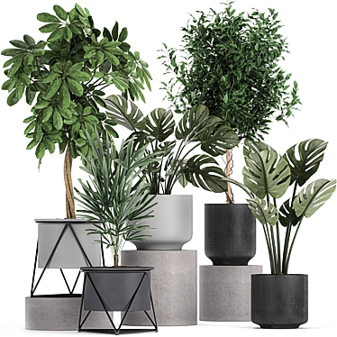 Tropical Plant Collection: Schefflera, Raphis Palm, Ficus, Monstera 3D model image 1 