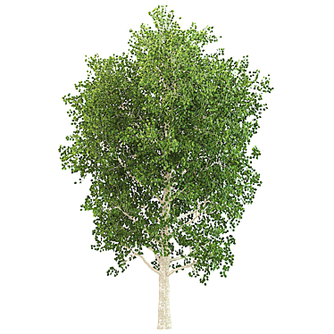 Natural Birch Tree Decoration 3D model image 1 