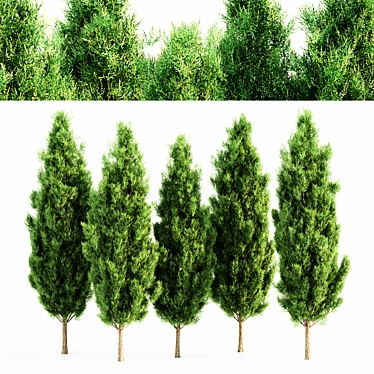 Lush Italian Cypress Forest: 5 Majestic Trees 3D model image 1 