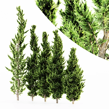  Hollywood Juniper 5 Tree Set 3D model image 1 