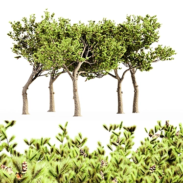 Italian Stone Pine - Set of 5 Tall Trees 3D model image 1 