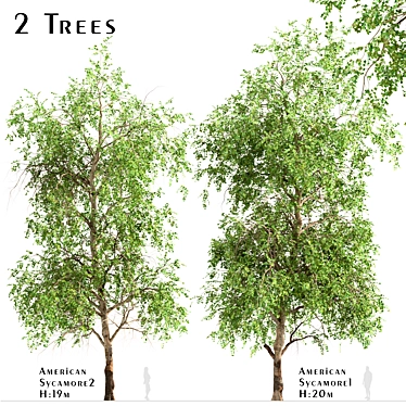 American Sycamore Trees - Majestic Pair for Landscaping 3D model image 1 