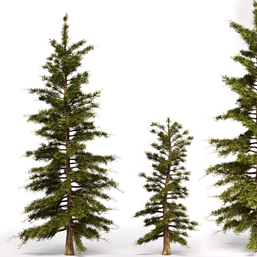 Evergreen Pine Tree: Two Sizes 3D model image 1 