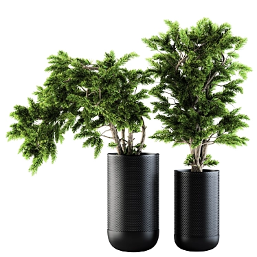 Evergreen Bliss Bonsai pine trees 3D model image 1 
