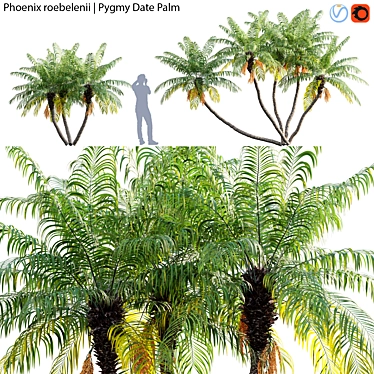 Exquisite Phoenix Roebelenii Palm 3D model image 1 