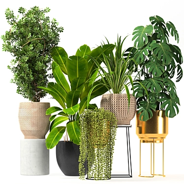 Five Plant Collection: Indoor and Outdoor Ornamental Pots 3D model image 1 