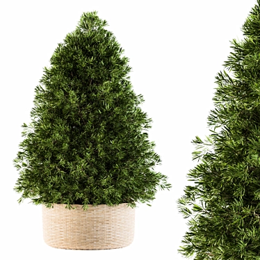 Evergreen Beauty: Indoor Pine Tree 3D model image 1 