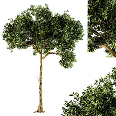 Green Broadleaf Tree Set - 28 3D model image 1 