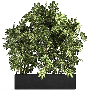 Tropical Schefflera Collection in Black Pots 3D model image 1 