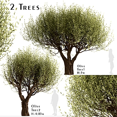 Mediterranean Beauty: Set of 2 Olive Trees 3D model image 1 