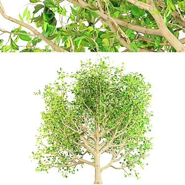 Spring Chestnut Tree: Beautiful Ornamental Tree for Your Garden 3D model image 1 
