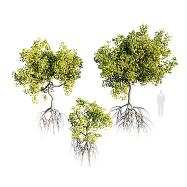 Mangrove Variations: Lifelike Trees 3D model image 1 