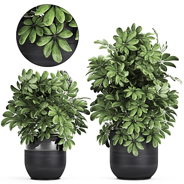 Exotic Schefflera Plant Collection 3D model image 1 