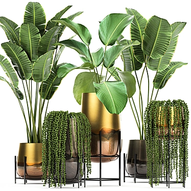 Exotic Plant Collection: Cigar Plant, Ravenala, Strelitzia 3D model image 1 