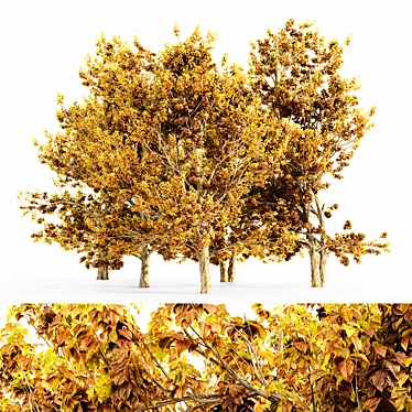 Korean Stewartia_Fall Tree Collection 3D model image 1 
