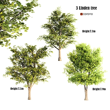 Lush Linden Tree Trio 3D model image 1 