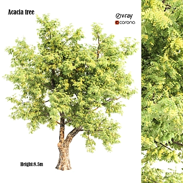 Natural Acacia Tree Sculpture 3D model image 1 