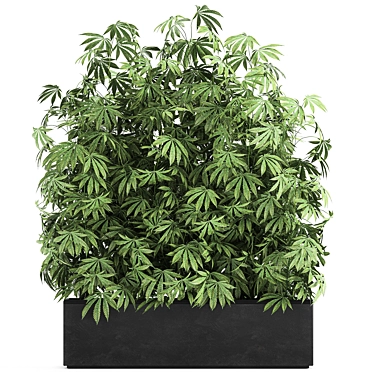 Black Pot Cannabis Collection 3D model image 1 