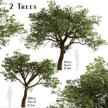 Mediterranean Treasure: Set of 2 Olive Trees 3D model image 1 