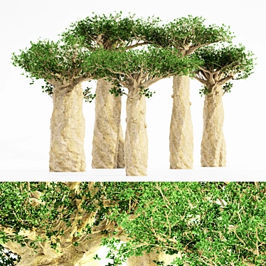 Tropical Baobab Jungle: 5 Majestic Trees 3D model image 1 