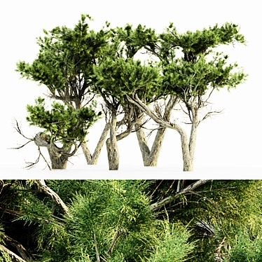 Lush Monterey Cypress Tree Set 3D model image 1 