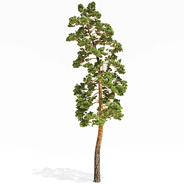 Towering Pinus: 13.5m Pine Tree 3D model image 1 