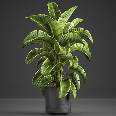 Tropical Plant Collection: Banana Palm, Ravenala, Strelitzia 3D model image 1 