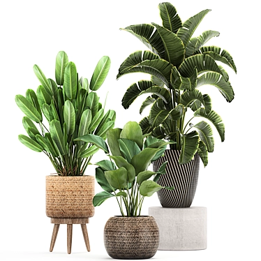 Exotic Banana Palm: Perfect for Indoors & Outdoors 3D model image 1 