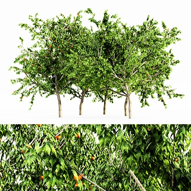  Lush Peach Tree Collection 3D model image 1 