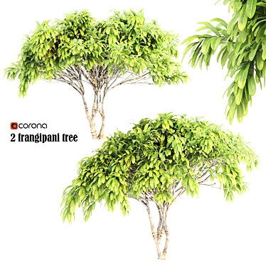 Tropical Paradise: Twin Frangipani Trees 3D model image 1 