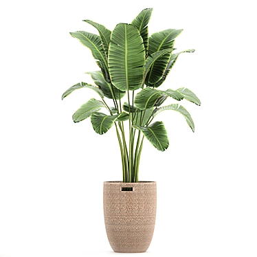 Tropical Banana Palm in Rattan Basket 3D model image 1 