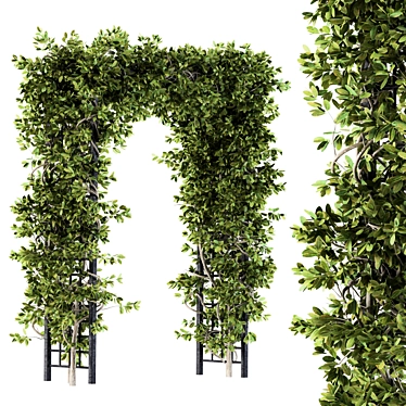 Pergola Ivy Set: Outdoor Beauty 3D model image 1 