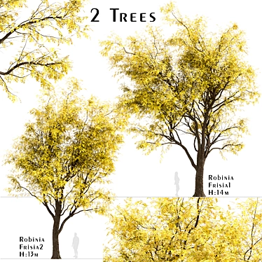 Frisia Black Locust Trees: Vibrant Yellow-Green Leaves, 2-Pack 3D model image 1 