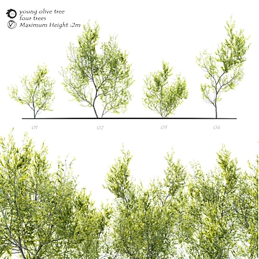Evergreen Elegance: Four Young Olive Trees 3D model image 1 